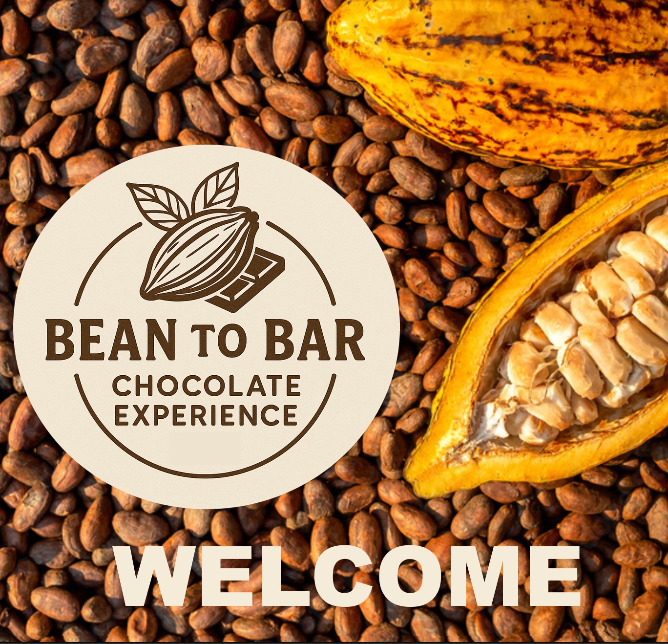 background cocoa tree forest chocolate workshop