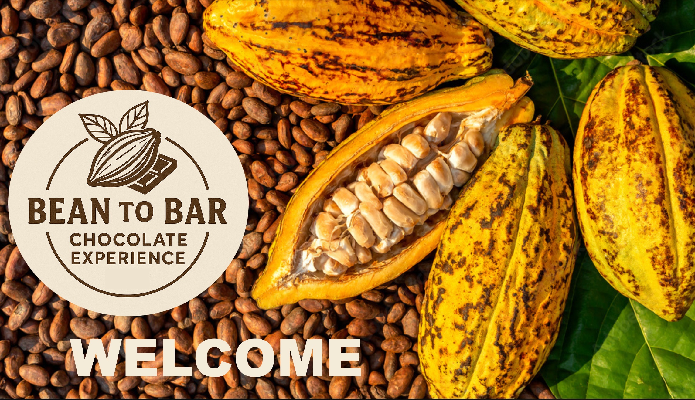 background cocoa tree forest chocolate workshop